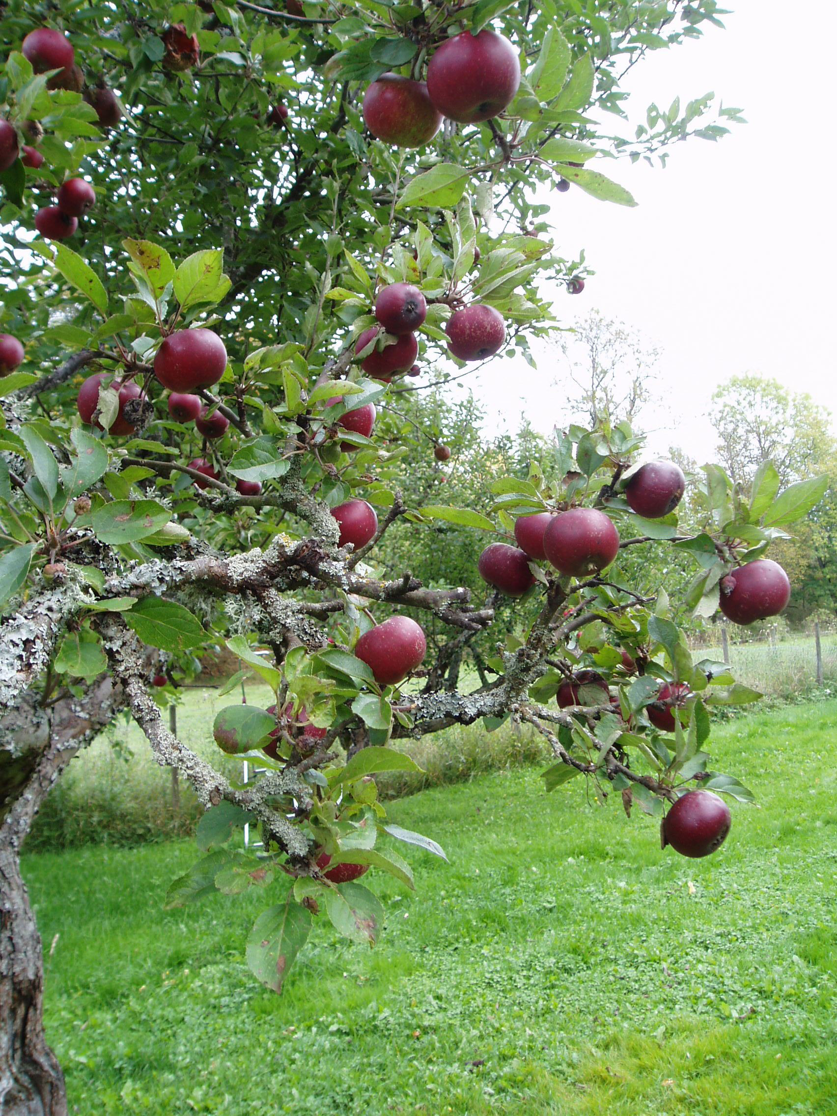 Äppelträd vid Nynäs